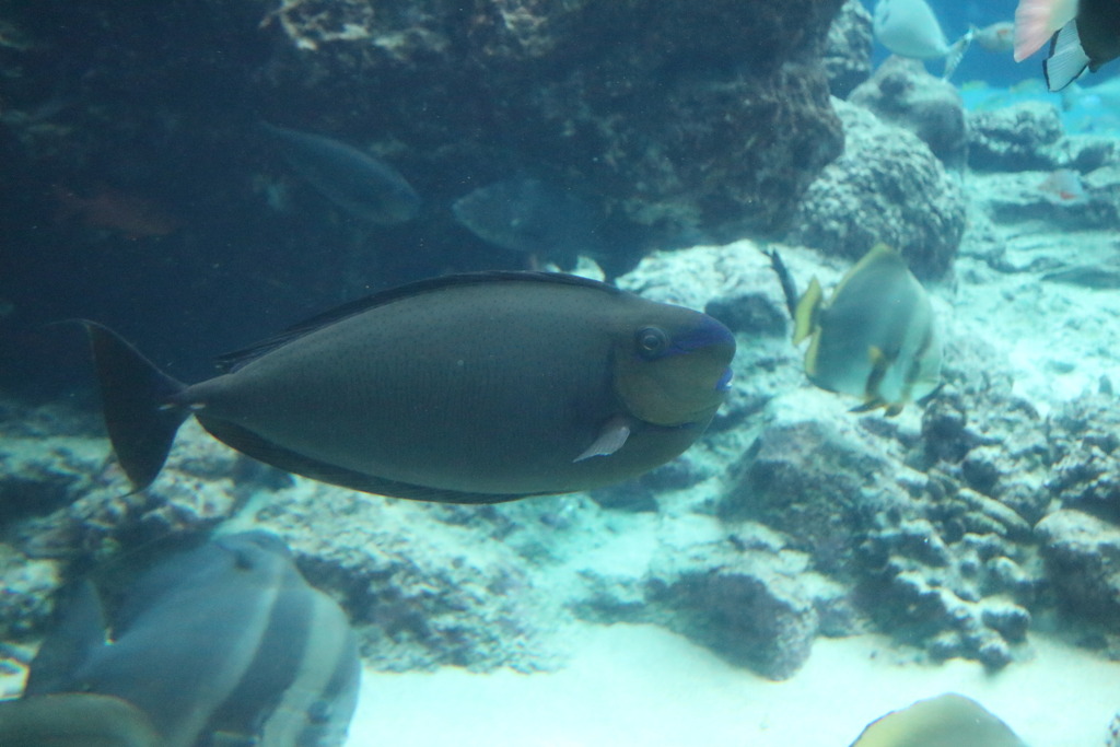 お魚6なう