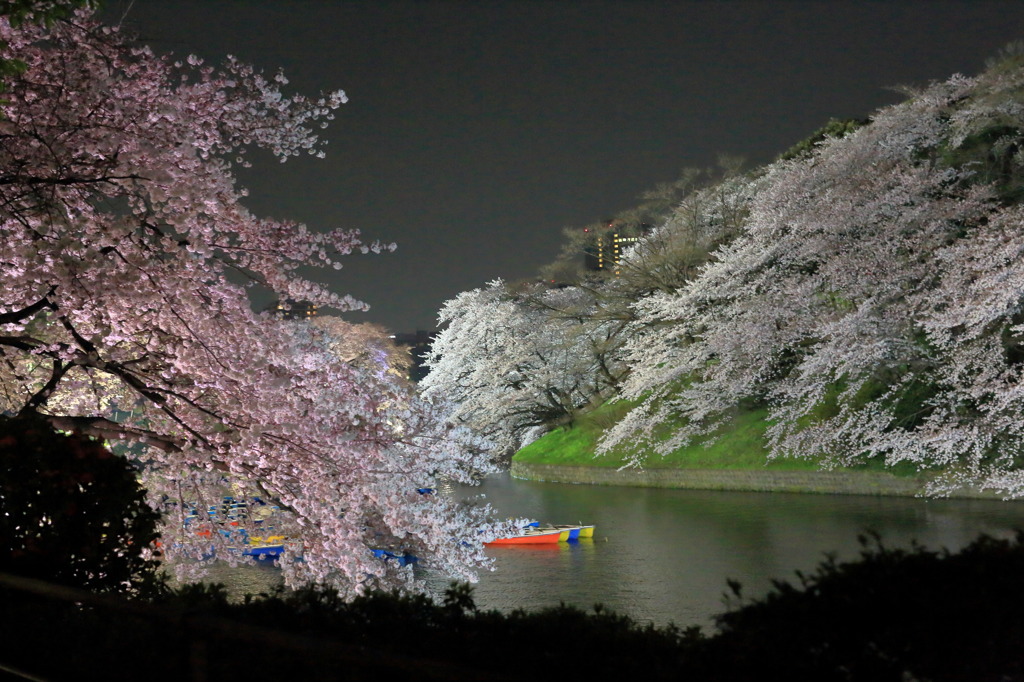 花盛りなう