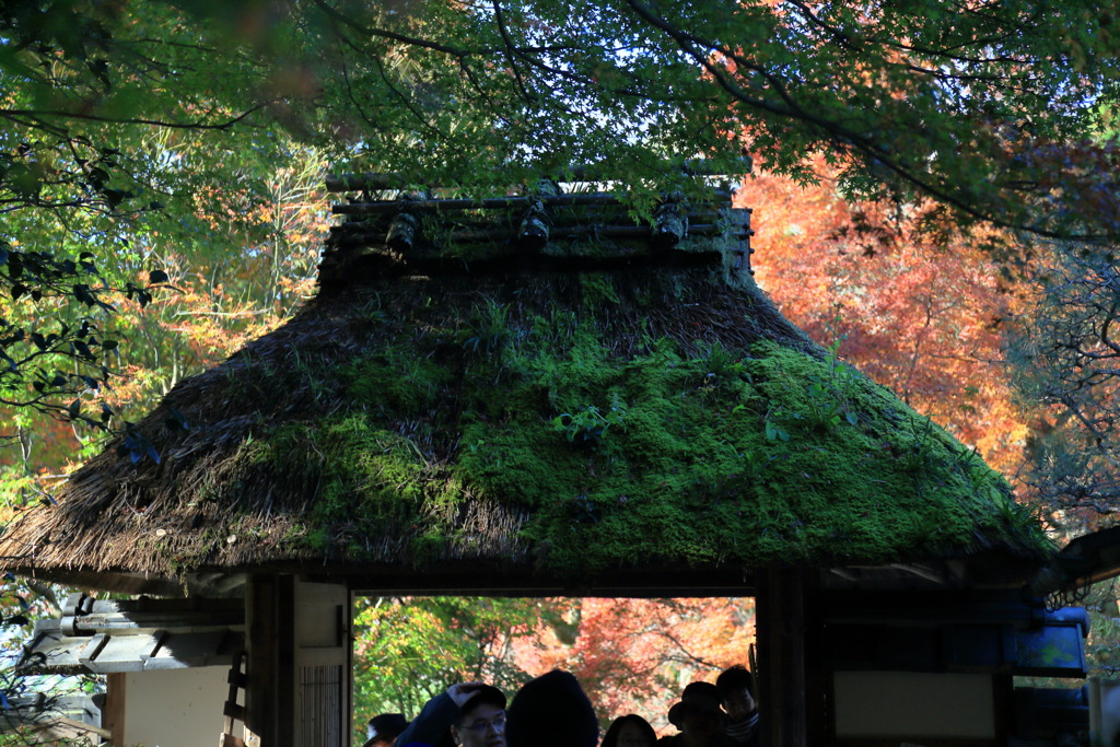 苔屋根なう