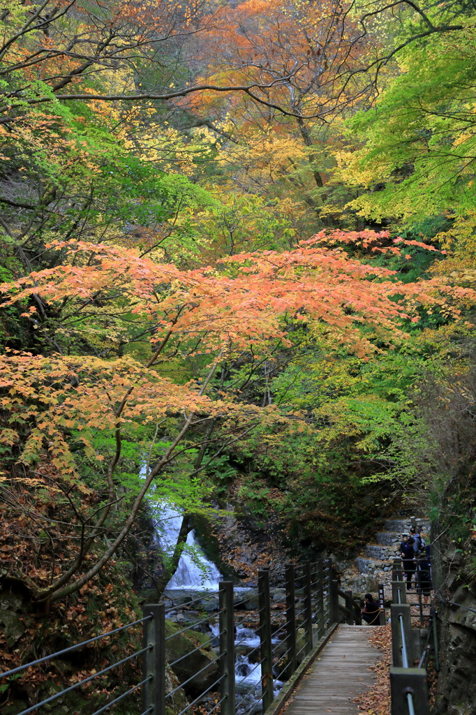 紅葉橋なう
