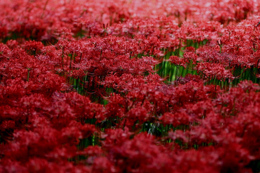 オブスキュラなう