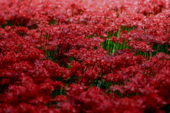 オブスキュラなう