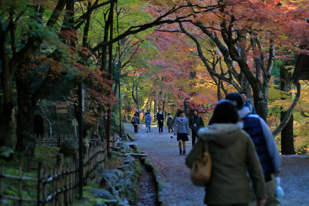 紅葉通りなう