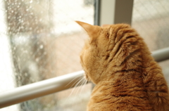 雨の日