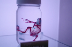 カエル