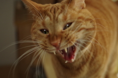 狂気