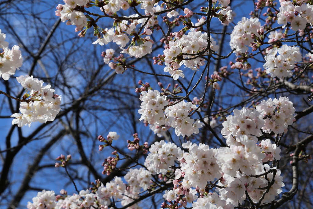 IMG_0819_桜