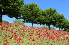 IMG_1431_花
