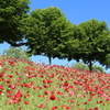 IMG_1431_花