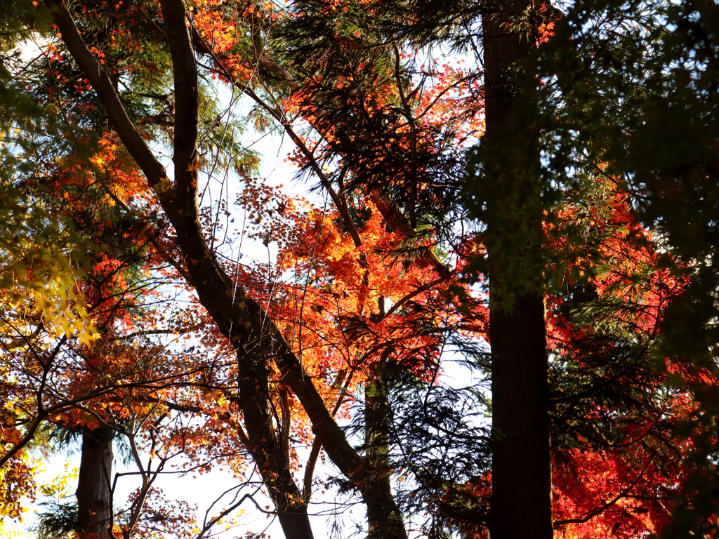 永保寺紅葉Ⅱ