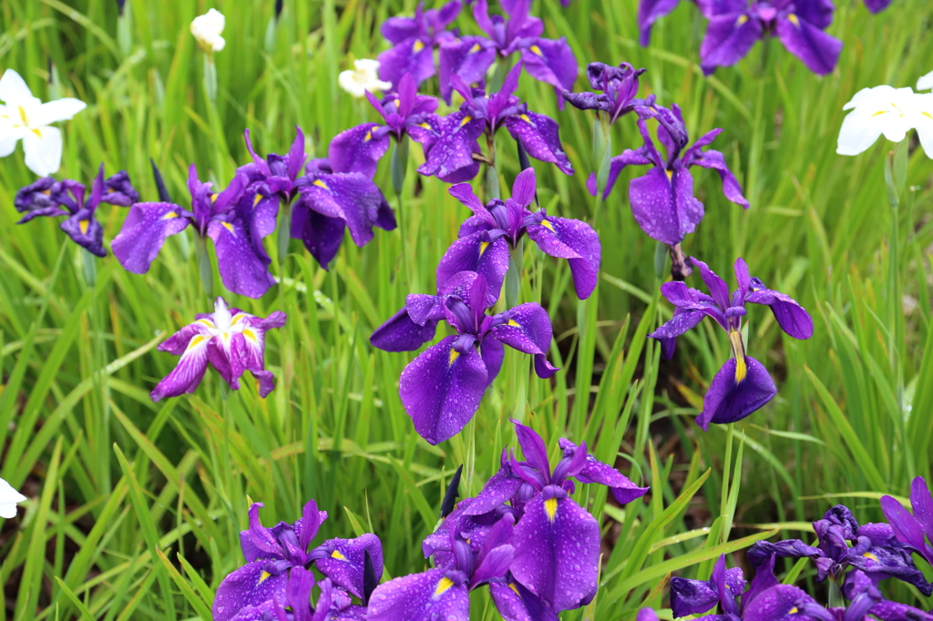花菖蒲紫