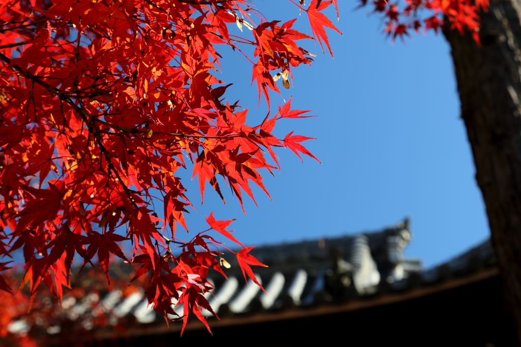 永保寺のハ