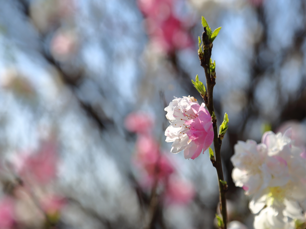 職場の花2