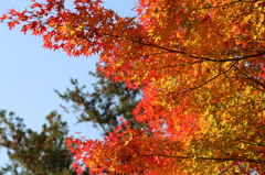 IMG_3341_紅葉