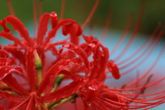 今日も雨