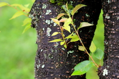 桜の今