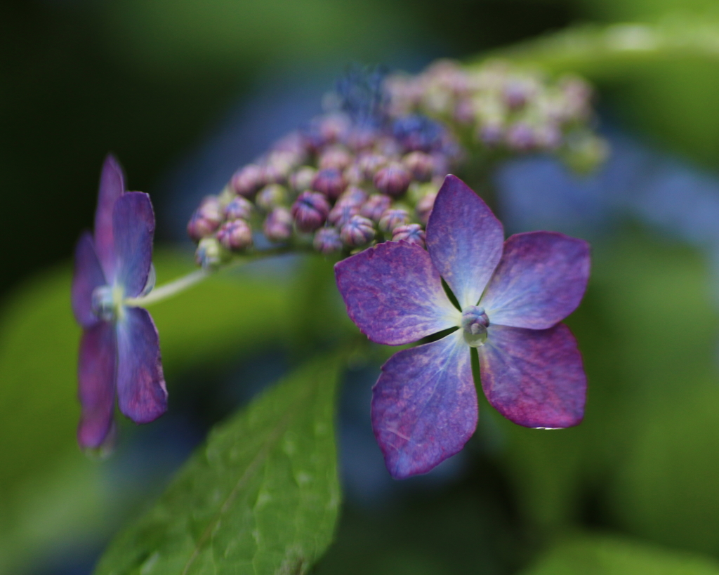 紫陽花３