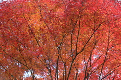 IMG_3353_紅葉