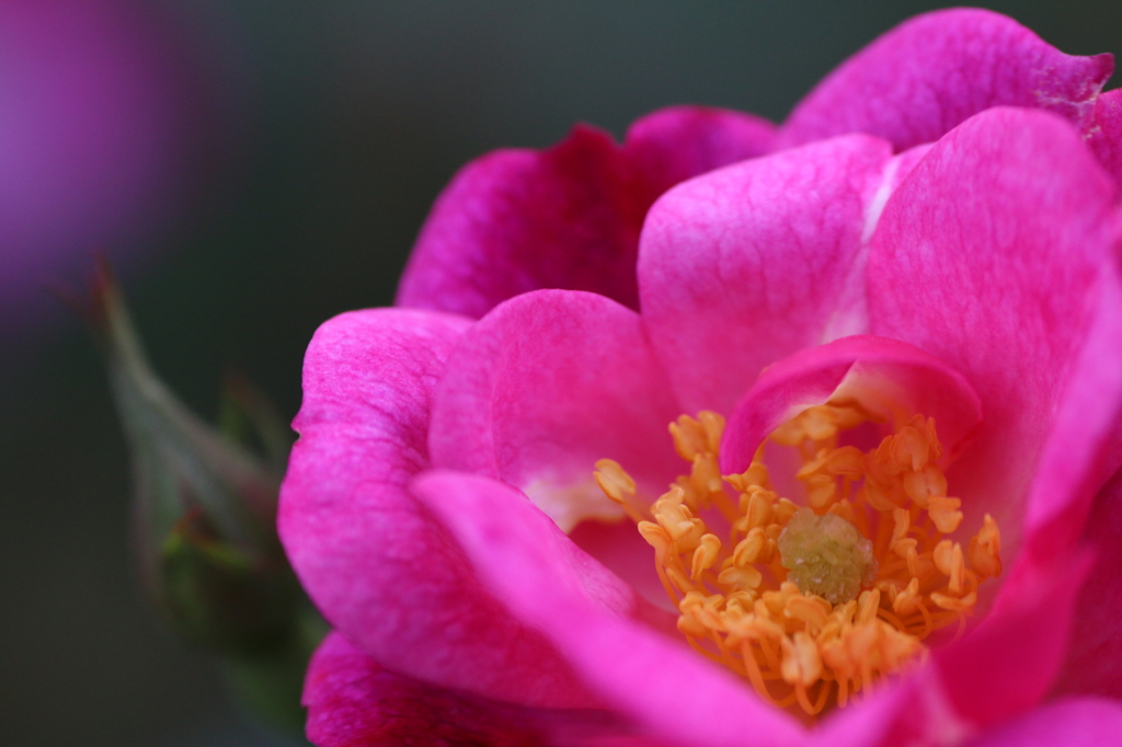 秋薔薇Ⅰ