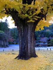 永保寺大銀杏Ⅱ