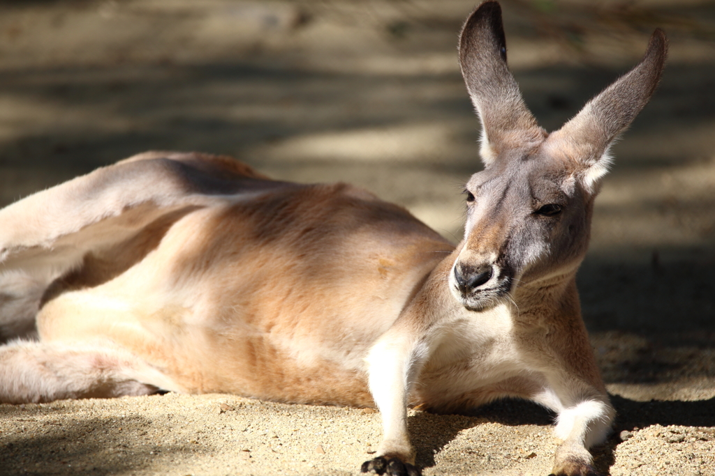 はっ！・・・ゆめか・・