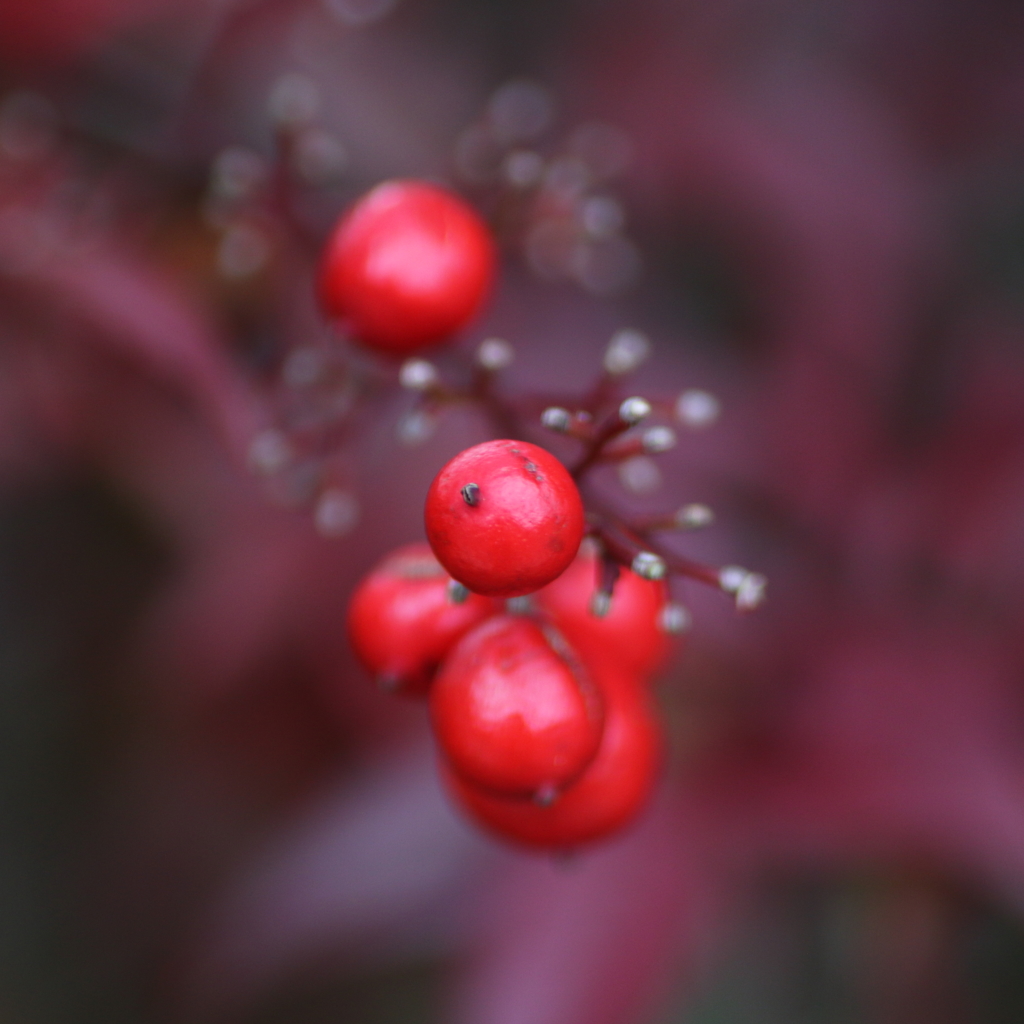 IMG_0403t_実