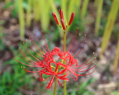 彼岸花Ⅴ