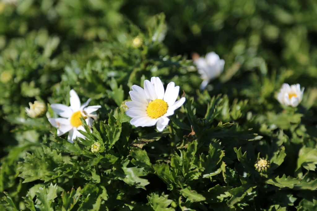 IMG_0121_花