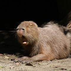 失礼して・・