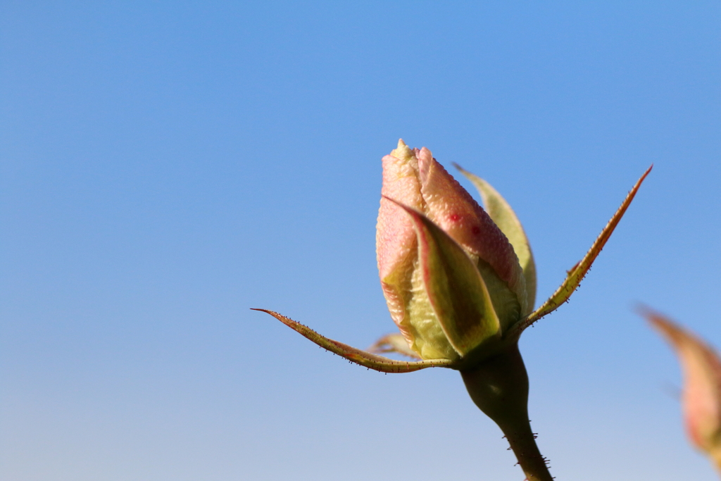 冬薔薇・