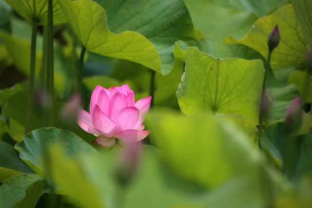 みっけー みっけー