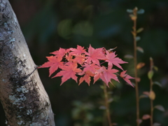 また来年・・