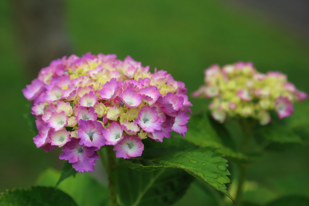 紫陽花