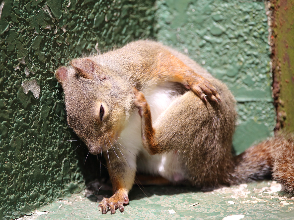 眠いし痒いし