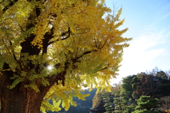 大銀杏☆