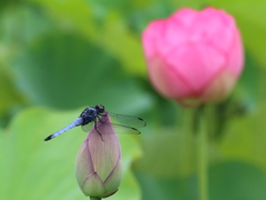 トンボの花見Ⅱ