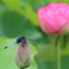 トンボの花見Ⅱ