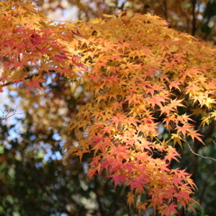 IMG_3330t_紅葉