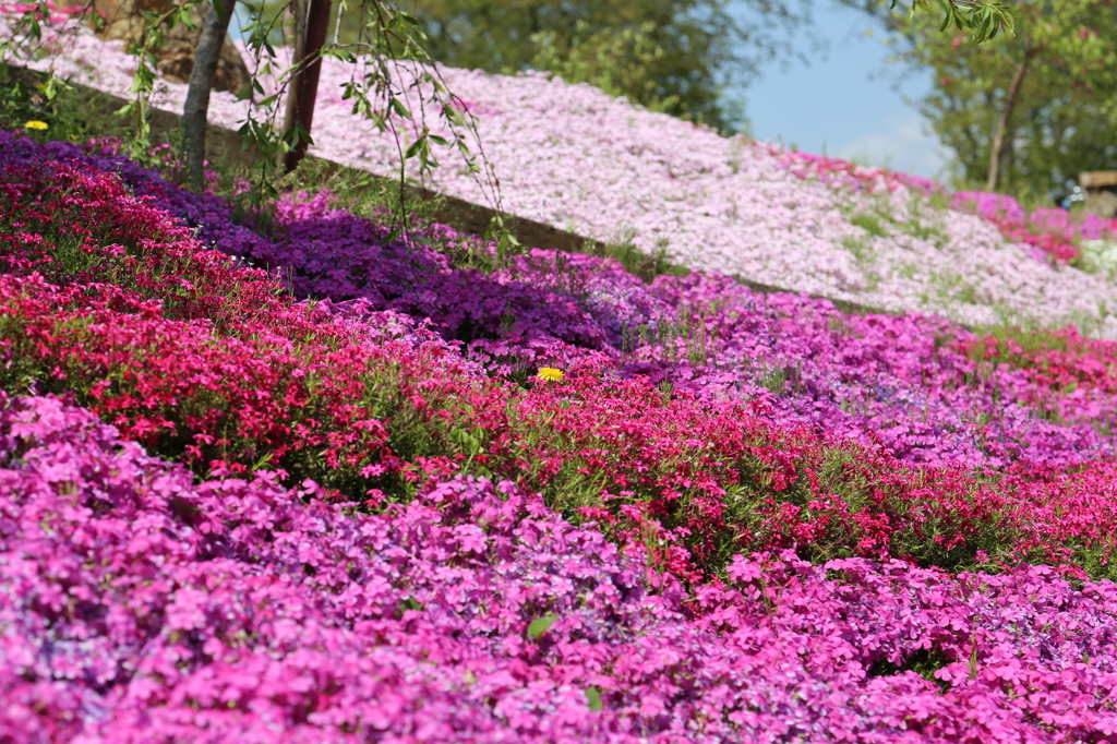 IMG_1290_花