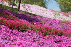 IMG_1290_花