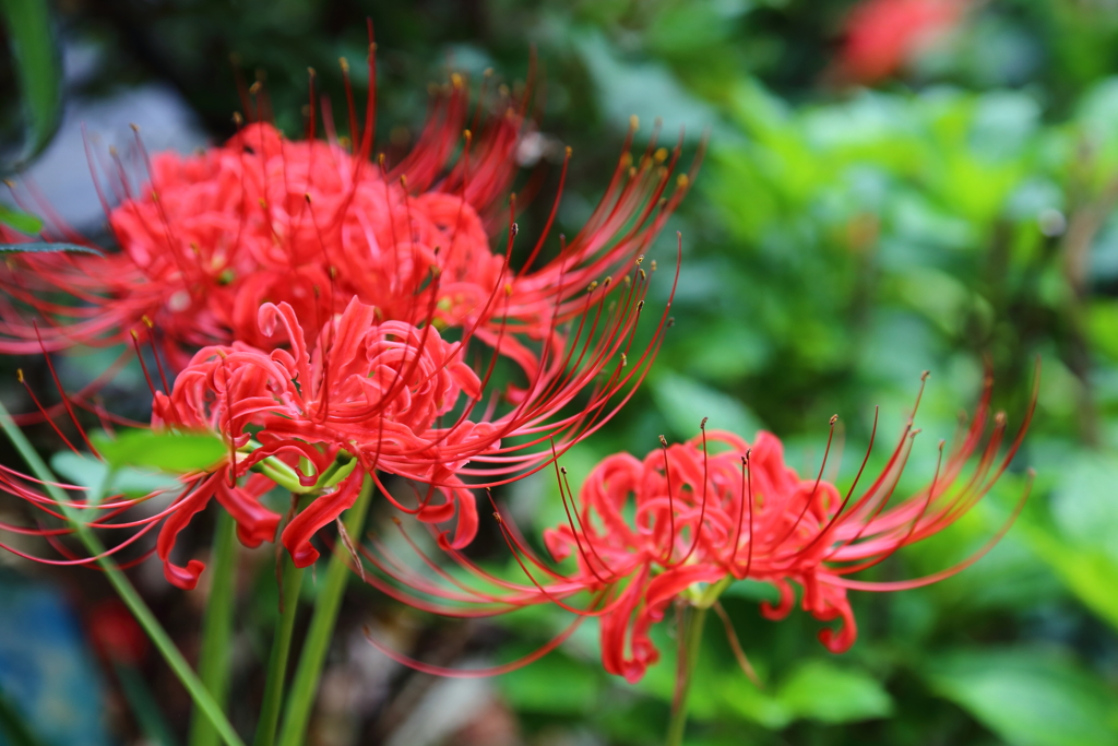 ・季節の花・