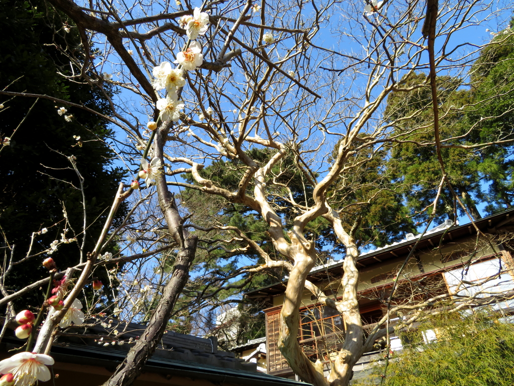 梅と