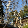 梅と