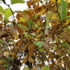 永保寺紅葉２