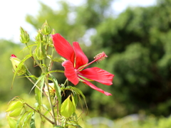 夏の花