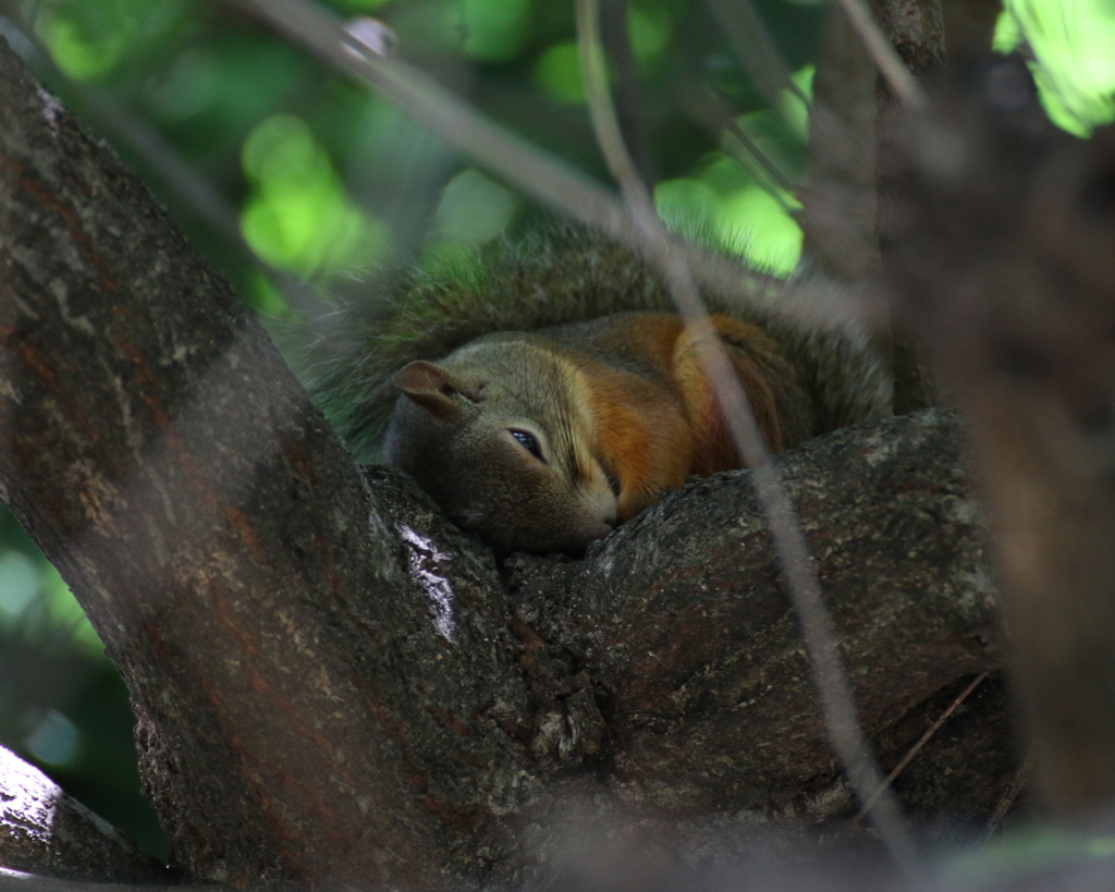 まだ眠い