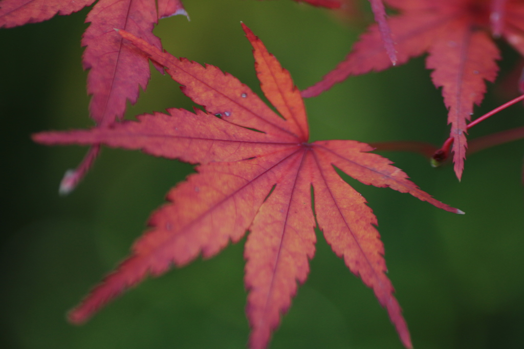 IMG_0056_紅葉