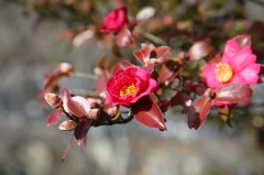 IMG_0079_花