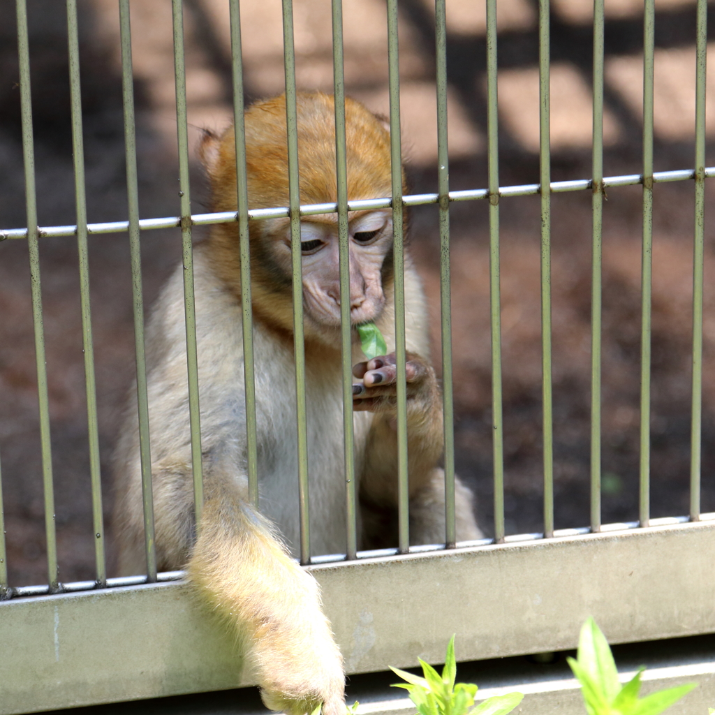 間食