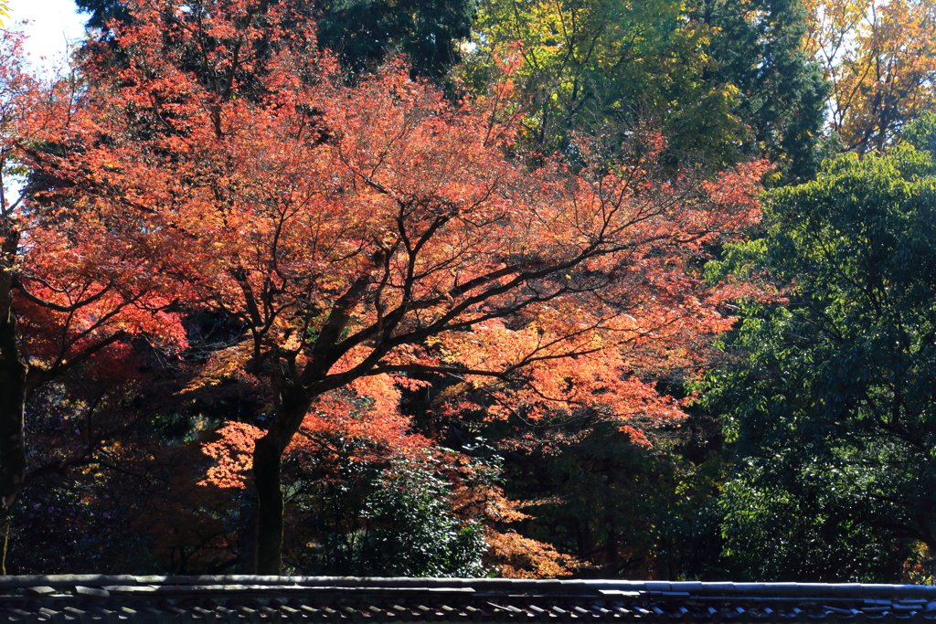 永保寺のホ